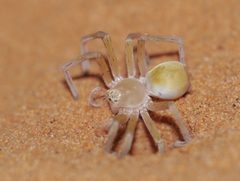 Sparassidae by (c) Matt Muir, some rights reserved (CC BY), uploaded by Matt Muir. Used under a CC-BY license.