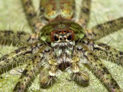 Sparassidae by (c) Matt Muir, some rights reserved (CC BY), uploaded by Matt Muir. Used under a CC-BY license.