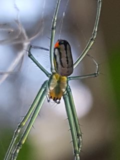Leucauge argyrobapta by (c) Alex Abair, some rights reserved (CC BY), uploaded by Alex Abair. Used under a CC-BY license.