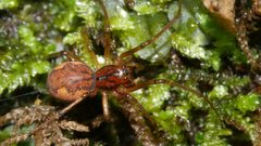 Pachygnatha furcillata by (c) Nathan T. Jones, some rights reserved (CC BY), uploaded by Nathan T. Jones. Used under a CC-BY license.