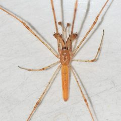 Tetragnatha elongata by (c) Douglas Hooper, some rights reserved (CC BY), uploaded by Douglas Hooper. Used under a CC-BY license.