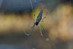 Tetragnatha elongata by (c) Nick Chirico, some rights reserved (CC BY), uploaded by Nick Chirico. Used under a CC-BY license.