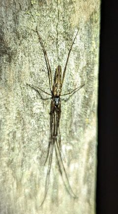 Tetragnatha elongata by (c) Michael and Antoni Hinczewski, some rights reserved (CC BY), uploaded by Michael and Antoni Hinczewski. Used under a CC-BY license.