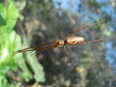 Tetragnatha guatemalensis by (c) mrspiderjoe, some rights reserved (CC BY). Used under a CC-BY license.