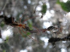 Tetragnatha guatemalensis by (c) mrspiderjoe, some rights reserved (CC BY). Used under a CC-BY license.