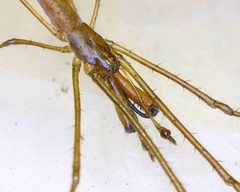 Tetragnatha nitens by (c) Robert Whyte, some rights reserved (CC BY). Used under a CC-BY license.