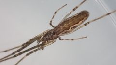 Tetragnatha nitens by (c) Julien Tchilinguirian, some rights reserved (CC BY), uploaded by Julien Tchilinguirian. Used under a CC-BY license.