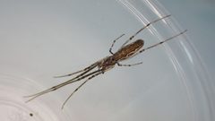Tetragnatha nitens by (c) Julien Tchilinguirian, some rights reserved (CC BY), uploaded by Julien Tchilinguirian. Used under a CC-BY license.
