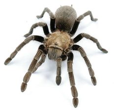 Aphonopelma armada by (c) Chris A. Hamilton, Brent E. Hendrixson, Jason E. Bond, some rights reserved (CC BY). Used under a CC-BY license.