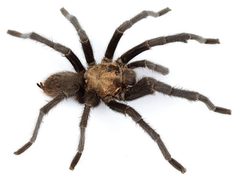 Aphonopelma armada by (c) Chris A. Hamilton, Brent E. Hendrixson, Jason E. Bond, some rights reserved (CC BY). Used under a CC-BY license.