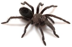 Aphonopelma joshua by (c) Chris A. Hamilton, Brent E. Hendrixson, Jason E. Bond, some rights reserved (CC BY). Used under a CC-BY license.