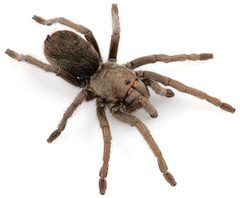 Aphonopelma vorhiesi by (c) Chris A. Hamilton, Brent E. Hendrixson, Jason E. Bond, some rights reserved (CC BY). Used under a CC-BY license.