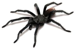 Aphonopelma vorhiesi by (c) Chris A. Hamilton, Brent E. Hendrixson, Jason E. Bond, some rights reserved (CC BY). Used under a CC-BY license.