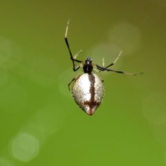 Argyrodes elevatus by (c) Katja Schulz, some rights reserved (CC BY). Used under a CC-BY license.