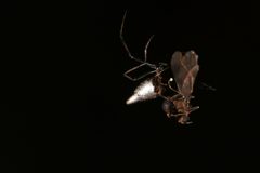 Argyrodes elevatus by (c) Bruno Henrique Aranda, some rights reserved (CC BY), uploaded by Bruno Henrique Aranda. Used under a CC-BY license.