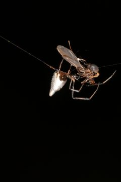 Argyrodes elevatus by (c) Bruno Henrique Aranda, some rights reserved (CC BY), uploaded by Bruno Henrique Aranda. Used under a CC-BY license.