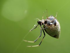 Argyrodes by (c) Katja Schulz, some rights reserved (CC BY). Used under a CC-BY license.