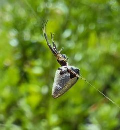 Argyrodes by (c) Peter Crowcroft, some rights reserved (CC BY), uploaded by Peter Crowcroft. Used under a CC-BY license.