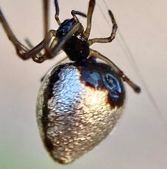 Argyrodes by (c) pimelea, some rights reserved (CC BY), uploaded by pimelea. Used under a CC-BY license.