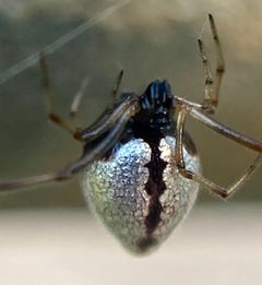 Argyrodes by (c) pimelea, some rights reserved (CC BY), uploaded by pimelea. Used under a CC-BY license.
