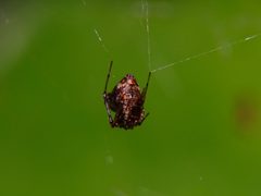 Neospintharus by (c) Eleftherios Katsillis, some rights reserved (CC BY), uploaded by Eleftherios Katsillis. Used under a CC-BY license.