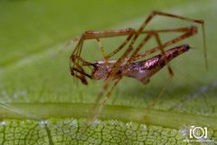 Rhomphaea by no rights reserved, uploaded by Lyn Roueche. Used under a CC0 license.