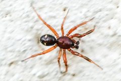 Asagena americana by no rights reserved, uploaded by Mirko Schoenitz. Used under a CC0 license.