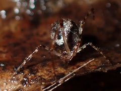 Cryptachaea by (c) Saryu Mae 前 朝琉, some rights reserved (CC BY), uploaded by Saryu Mae 前 朝琉. Used under a CC-BY license.