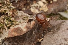 Enoplognatha caricis by (c) Tone Killick, some rights reserved (CC BY), uploaded by Tone Killick. Used under a CC-BY license.