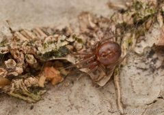 Enoplognatha caricis by (c) Tone Killick, some rights reserved (CC BY), uploaded by Tone Killick. Used under a CC-BY license.