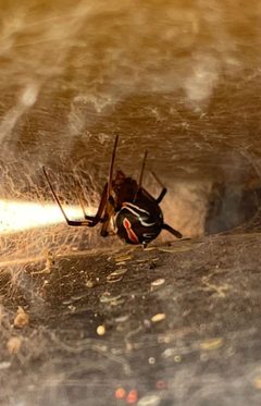 Latrodectus hesperus by (c) Luke Padon, some rights reserved (CC BY), uploaded by Luke Padon. Used under a CC-BY license.