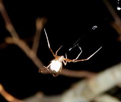 Neopisinus by (c) Francisco Farriols Sarabia, some rights reserved (CC BY), uploaded by Francisco Farriols Sarabia. Used under a CC-BY license.