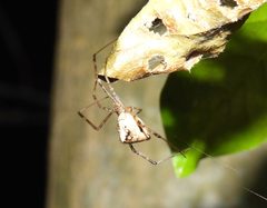 Neopisinus by (c) Francisco Farriols Sarabia, some rights reserved (CC BY), uploaded by Francisco Farriols Sarabia. Used under a CC-BY license.