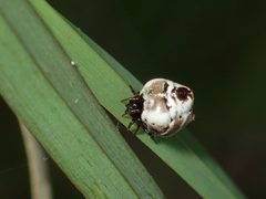 Phoroncidia americana by (c) John P Friel, some rights reserved (CC BY), uploaded by John P Friel. Used under a CC-BY license.