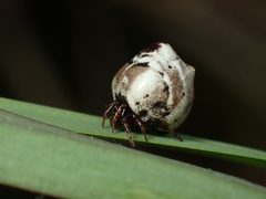 Phoroncidia americana by (c) John P Friel, some rights reserved (CC BY), uploaded by John P Friel. Used under a CC-BY license.