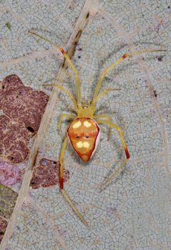 Spintharus flavidus by (c) Judy Gallagher, some rights reserved (CC BY). Used under a CC-BY license.