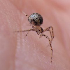 Platnickina by (c) Ben Armstrong, some rights reserved (CC BY), uploaded by Ben Armstrong. Used under a CC-BY license.