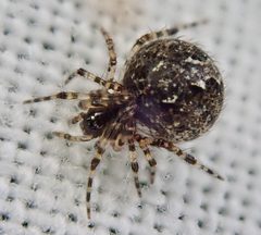 Theridion by (c) Paul Cook, some rights reserved (CC BY), uploaded by Paul Cook. Used under a CC-BY license.