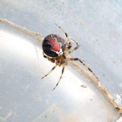 Theridion by (c) Barry Walter, some rights reserved (CC BY), uploaded by Barry Walter. Used under a CC-BY license.