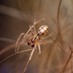 Theridion llano by (c) Justin Williams, some rights reserved (CC BY), uploaded by Justin Williams. Used under a CC-BY license.