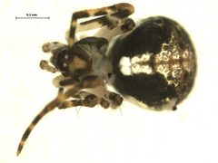 Yunohamella lyrica by (c) G.A.Blagoev, some rights reserved (CC BY). Used under a CC-BY license.