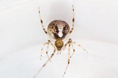 Yunohamella lyrica by (c) Bill Keim, some rights reserved (CC BY), uploaded by Bill Keim. Used under a CC-BY license.