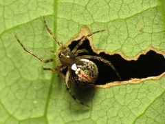 Yunohamella lyrica by (c) Katja Schulz, some rights reserved (CC BY). Used under a CC-BY license.