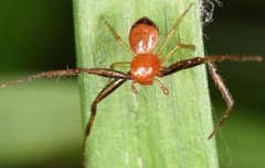 Synema parvulum by (c) skitterbug, some rights reserved (CC BY), uploaded by skitterbug. Used under a CC-BY license.