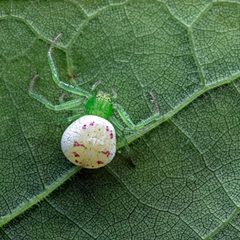 Synema viridans by (c) Robert Benson, some rights reserved (CC BY), uploaded by Robert Benson. Used under a CC-BY license.