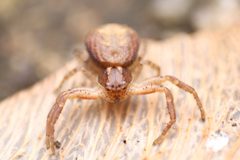 Xysticus auctificus by (c) Matthew Lindsey, some rights reserved (CC BY), uploaded by Matthew Lindsey. Used under a CC-BY license.