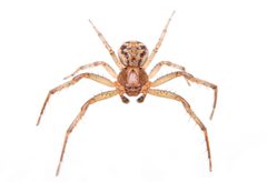 Xysticus auctificus by (c) Matthew Lindsey, some rights reserved (CC BY), uploaded by Matthew Lindsey. Used under a CC-BY license.