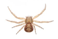 Xysticus auctificus by (c) Matthew Lindsey, some rights reserved (CC BY), uploaded by Matthew Lindsey. Used under a CC-BY license.