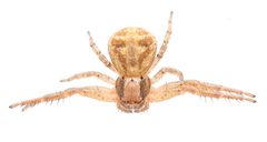Xysticus auctificus by (c) Matthew Lindsey, some rights reserved (CC BY), uploaded by Matthew Lindsey. Used under a CC-BY license.