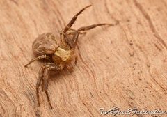 Xysticus cristatus by (c) Tone Killick, some rights reserved (CC BY), uploaded by Tone Killick. Used under a CC-BY license.